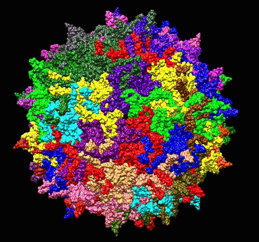 Archive: structural rendering of adeno-associated virus serotype AAV2 — 1 July 2015 (Jazzlw, CC BY-SA 4.0). Not the 17 September 2026 Fayuvi FDA approval, not Ultragenyx promotional imagery, not a treated-patient photograph, and not an AAV9-specific clinical still.