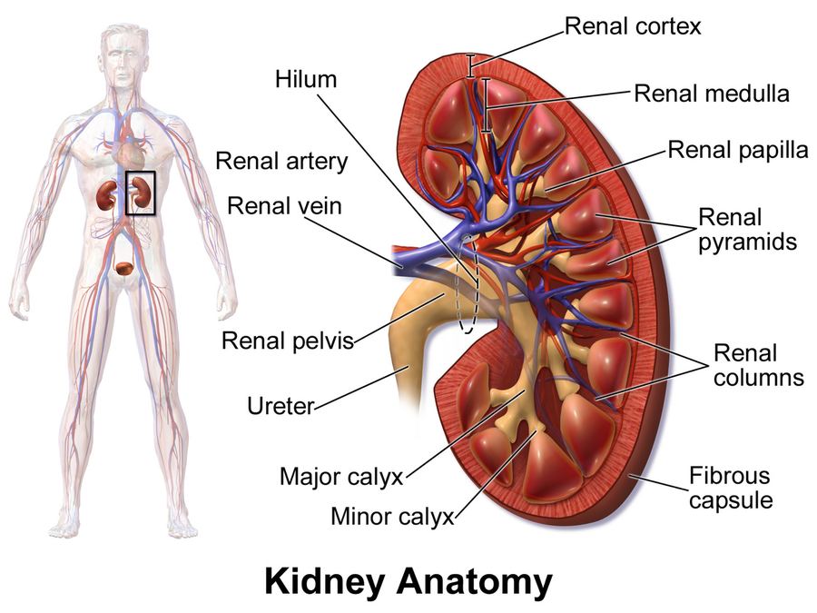 Archive: kidney cross-section diagram (Wikimedia Commons). Not the 17 September 2026 Kerendia FDA approval, not Bayer promo, and not a treated-patient photograph.