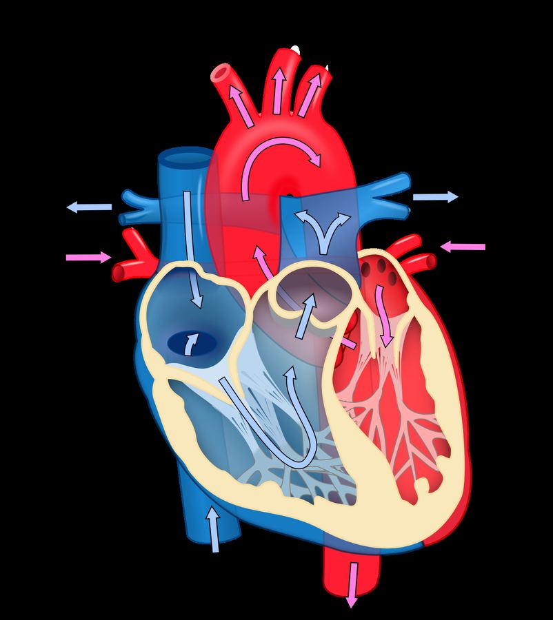 Archive: scientific diagram of human heart blood flow — oxygenated/deoxygenated paths, chambers, major vessels (ZooFari, CC BY-SA 3.0). Not the 21 September 2026 European Commission marketing authorisation, not a Menarini or NewAmsterdam promotional image, not a BROADWAY/BROOKLYN/TANDEM trial participant, and not a treated-patient photograph.