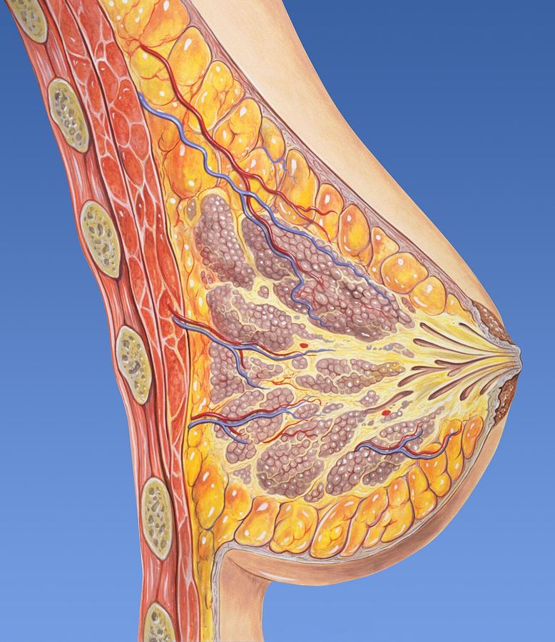 Archive: medical illustration of normal female breast anatomy — lobules, ducts, fat, muscle, ribs, nipple/areola labels (Patrick J. Lynch, CC BY 2.5). Not the 18 September 2026 FDA approval of Inluriyo plus Verzenio, not an Eli Lilly promotional image, not an EMBER-3 trial participant, and not a patient photograph.